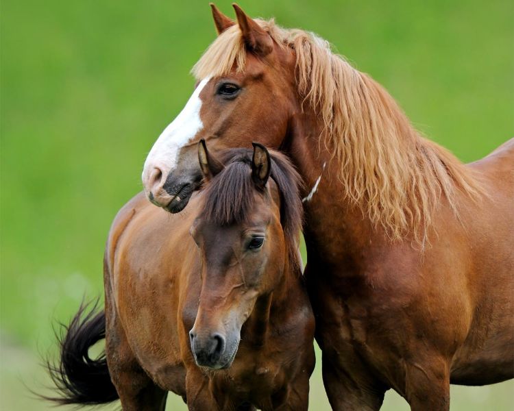 Haras Paris