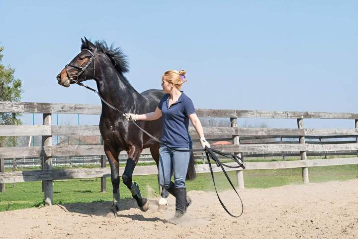 Écurie de compétition à Bazainville